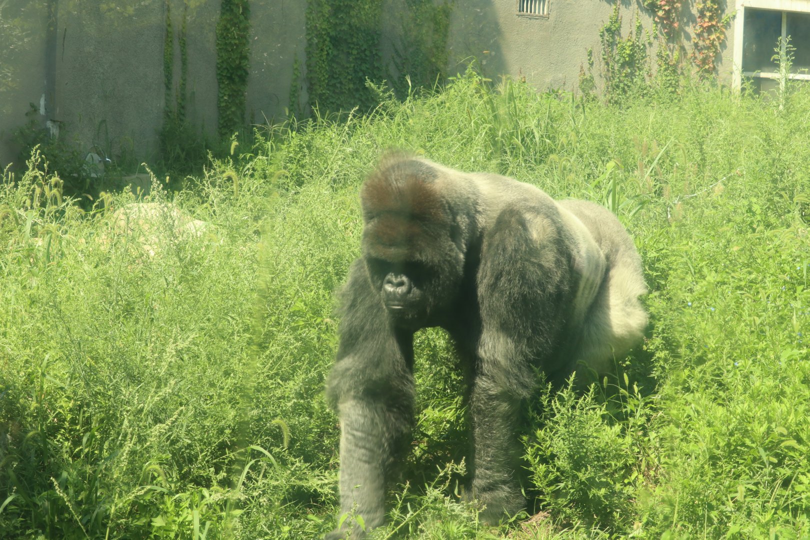 Lowland Gorilla