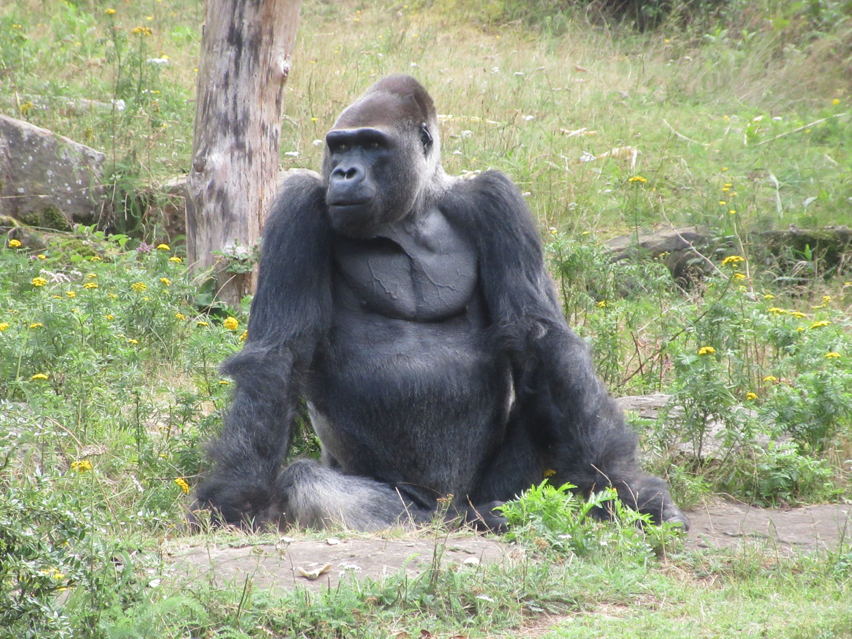 Lowland Gorilla