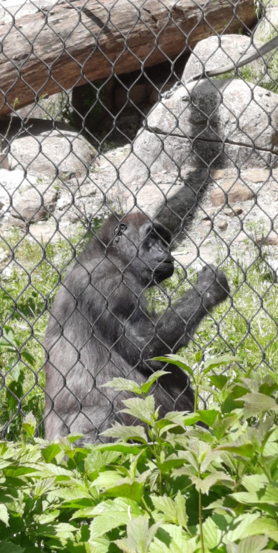 Lowland Gorilla