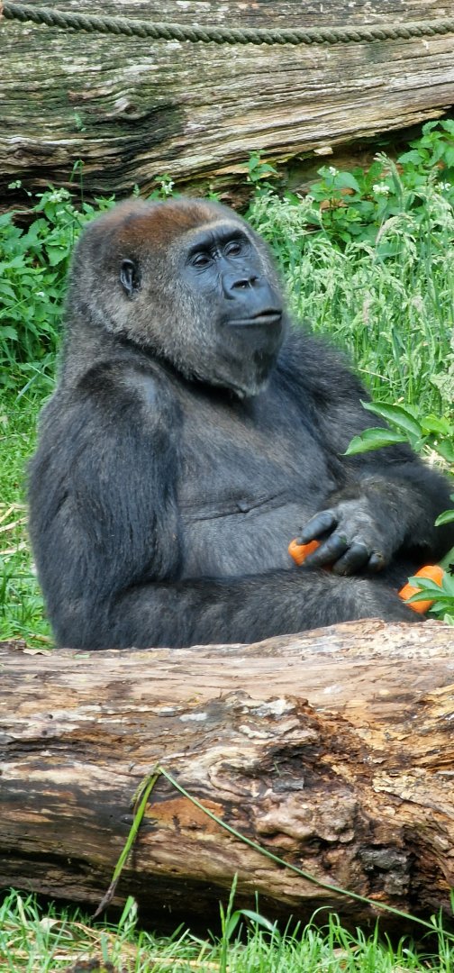 Lowland gorilla