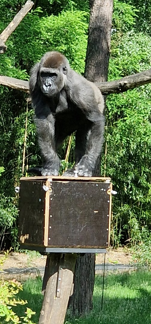 Lowland gorilla