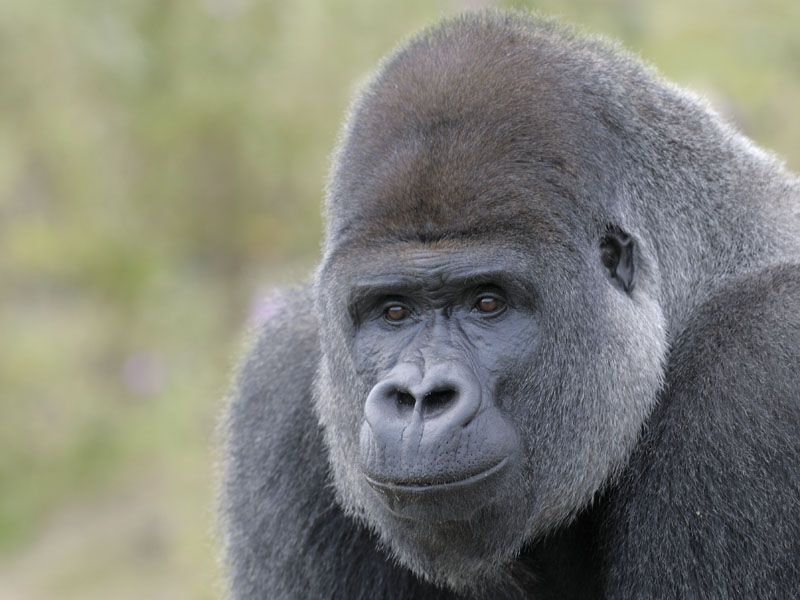 Lowland gorilla
