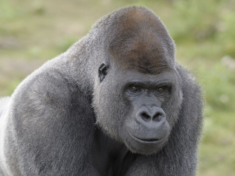 Lowland gorilla