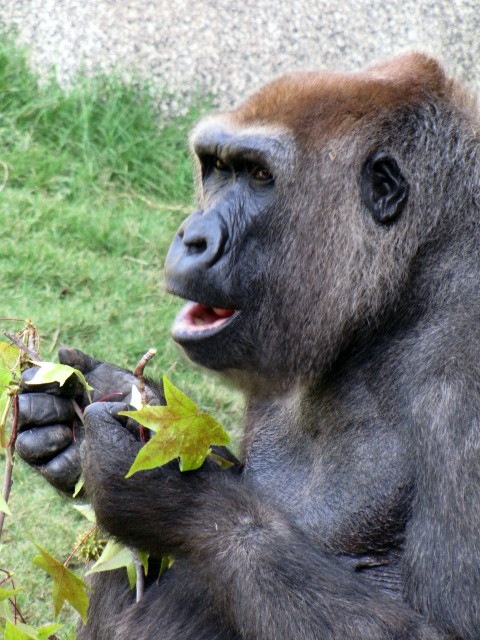 Lowland Gorilla