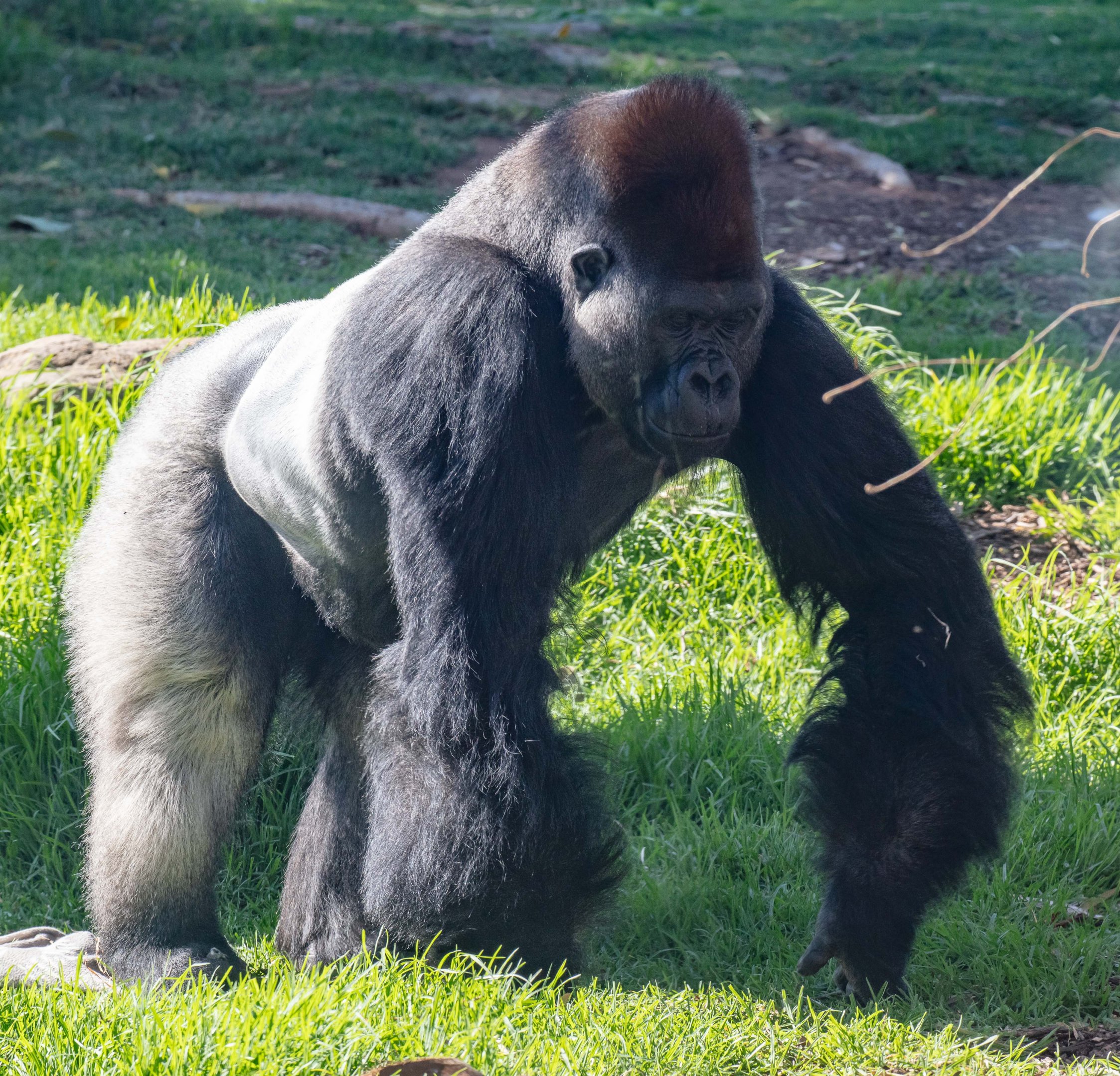 Lowland Gorilla