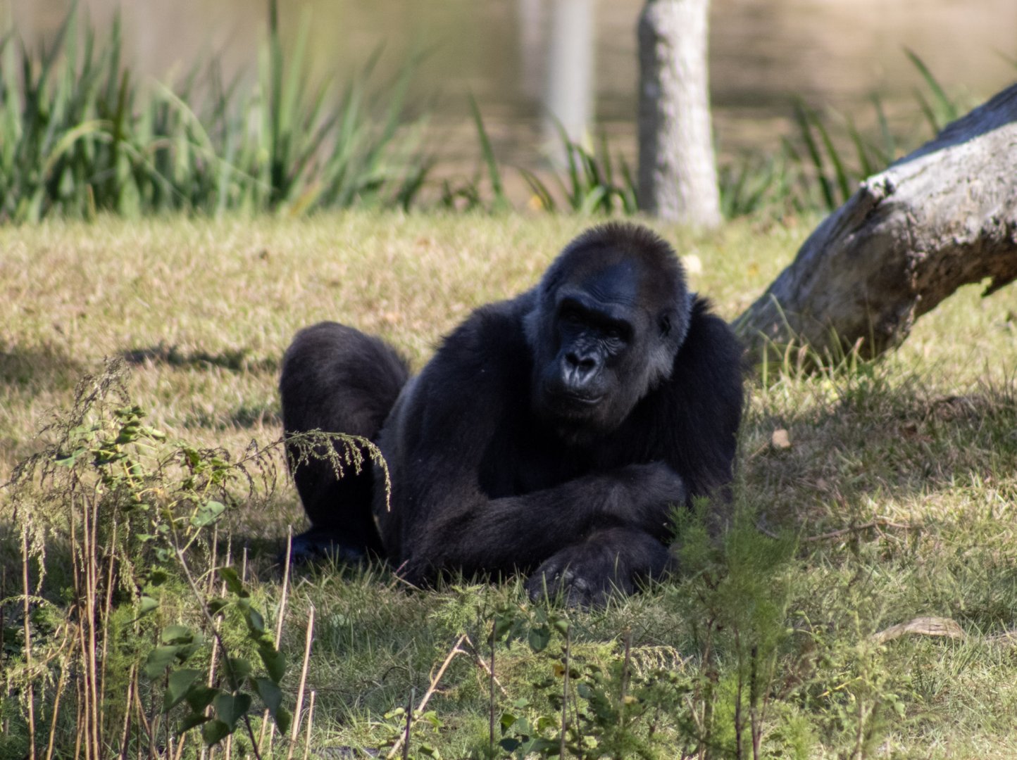 Lowland Gorilla
