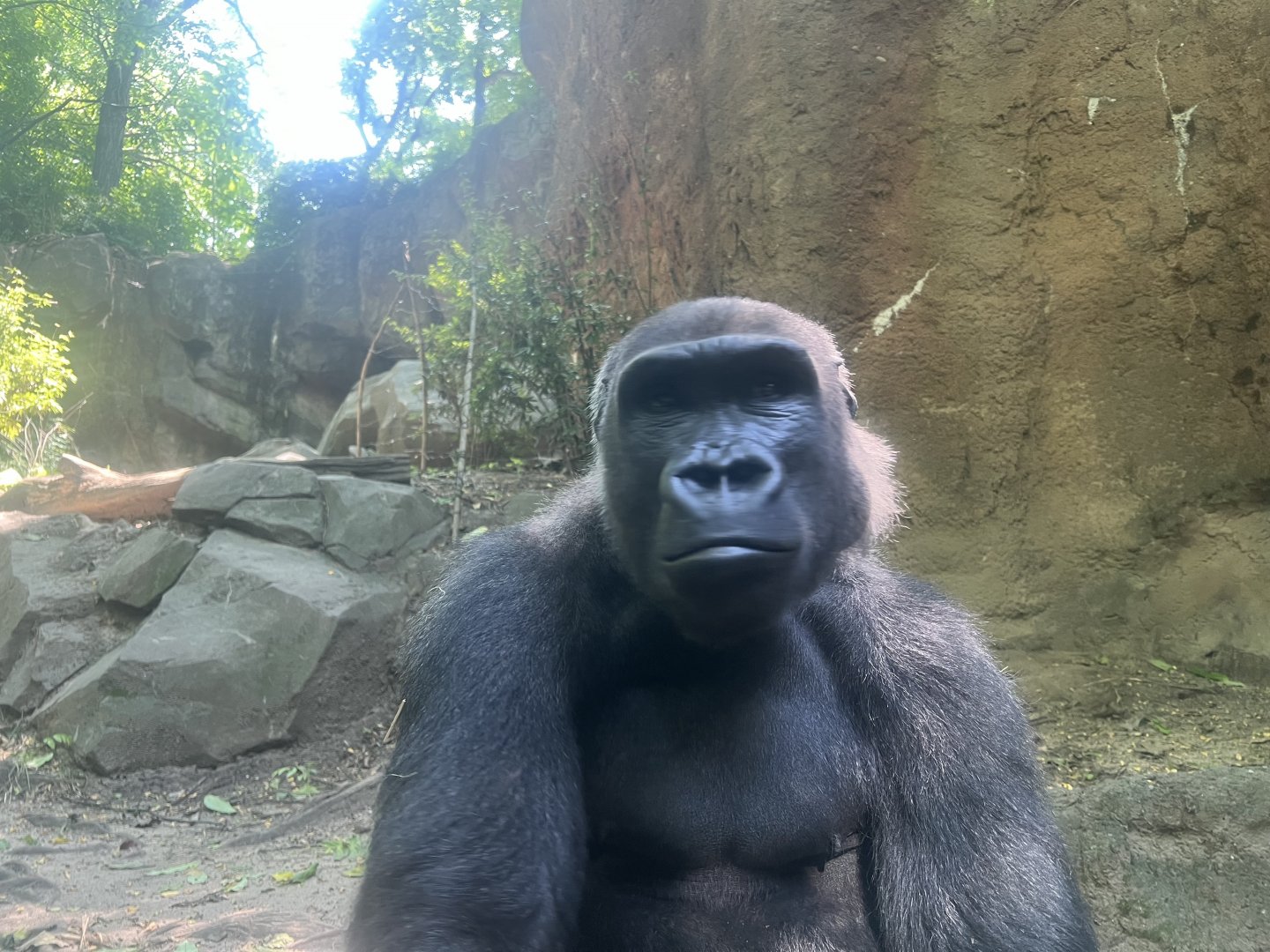 Lowland Gorilla