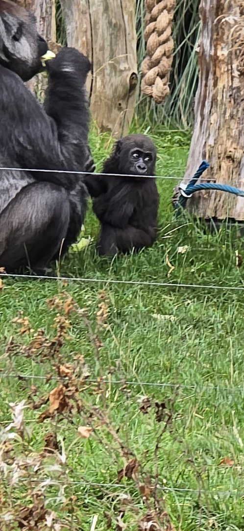 Lowland gorilla