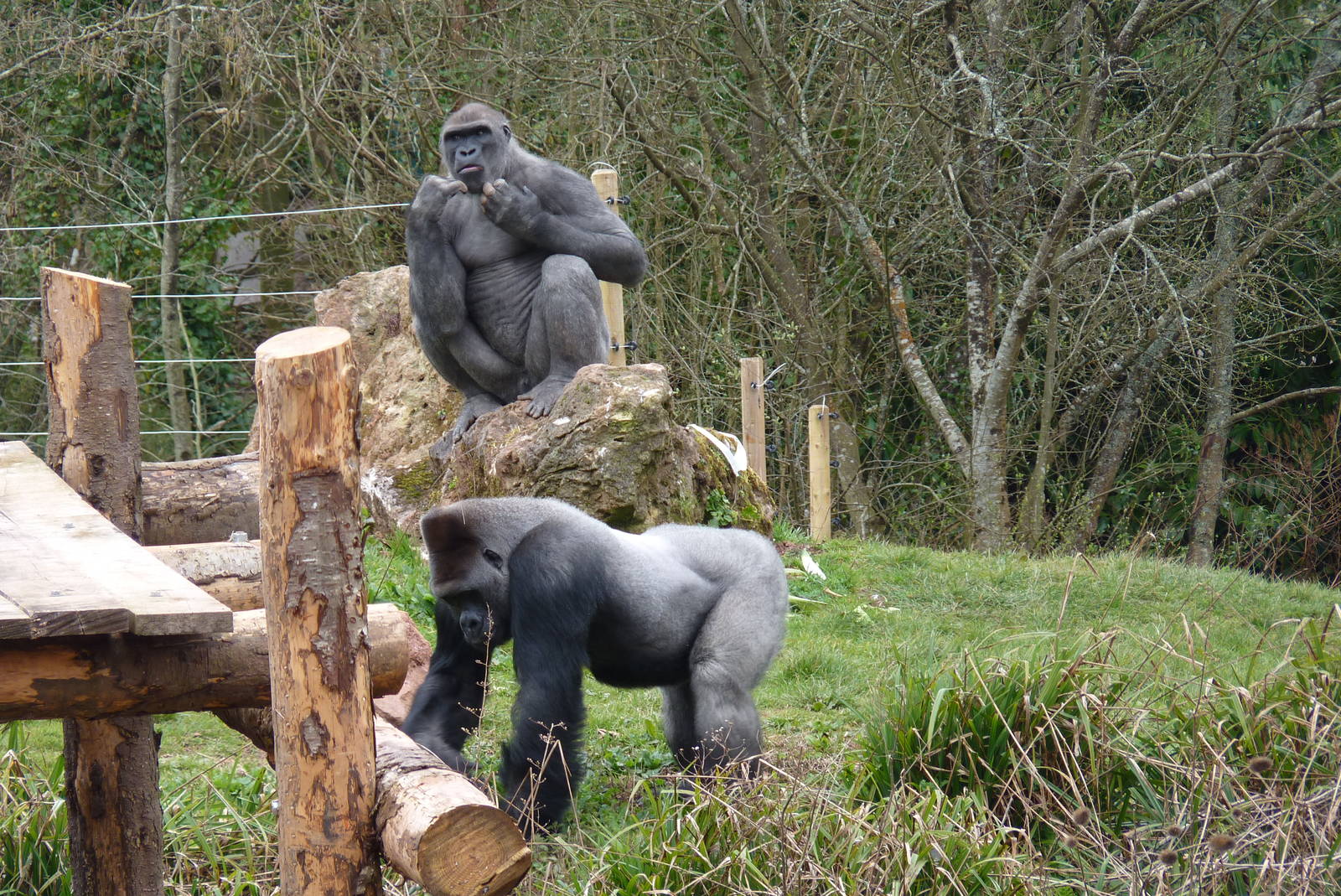 Lowland Gorillas, 17 March 2014