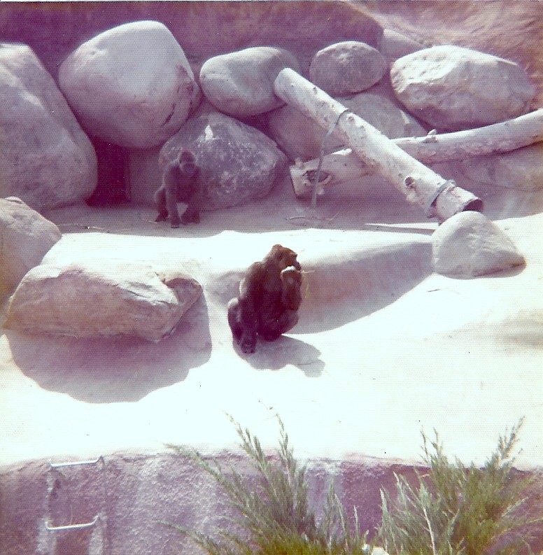 Lowland Gorillas - Circa 1975