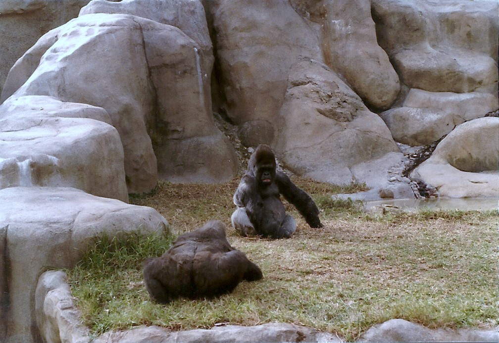 Lowland Gorillas - Circa 1982