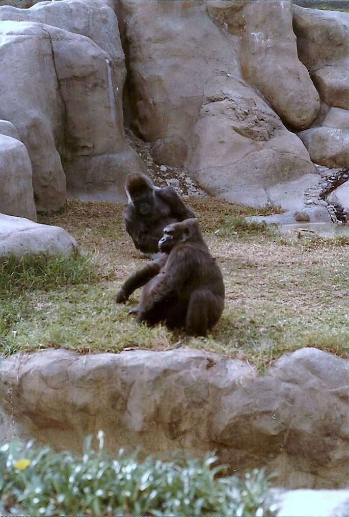 Lowland Gorillas - Circa 1982