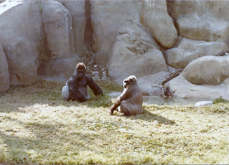 Lowland Gorillas - Circa 1982