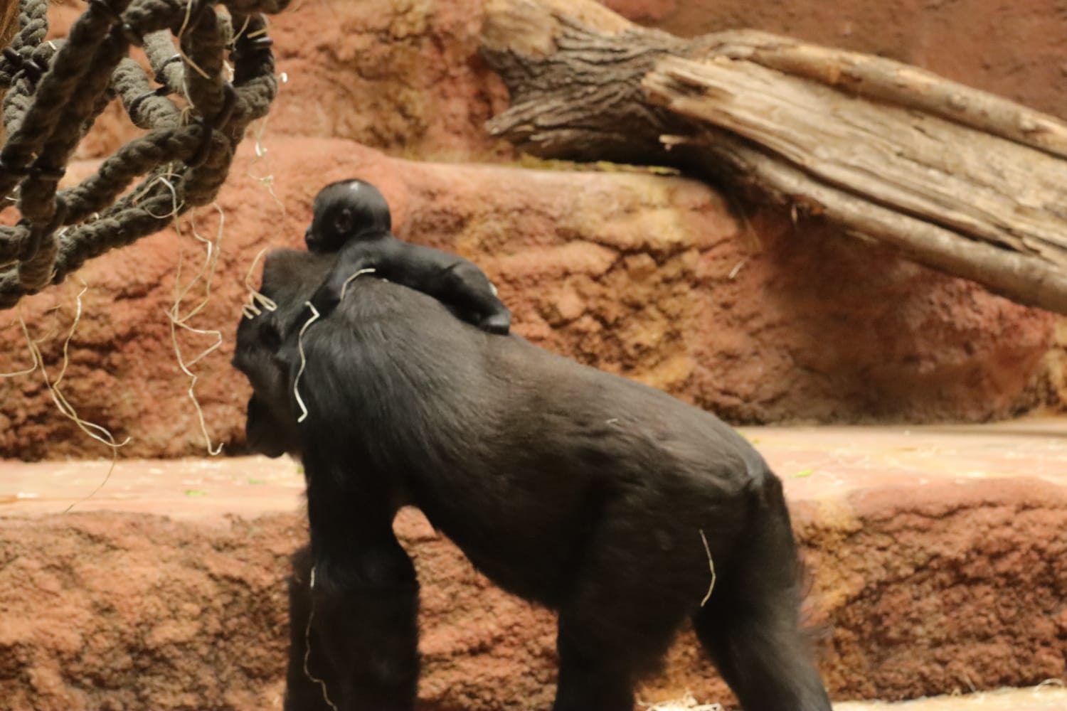 Lowland gorillas  (Gorilla gorilla gorilla) Mobi and Duni in the Dja reserve pavilion