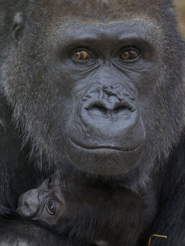 Lowland gorillas, Salome and Kukena