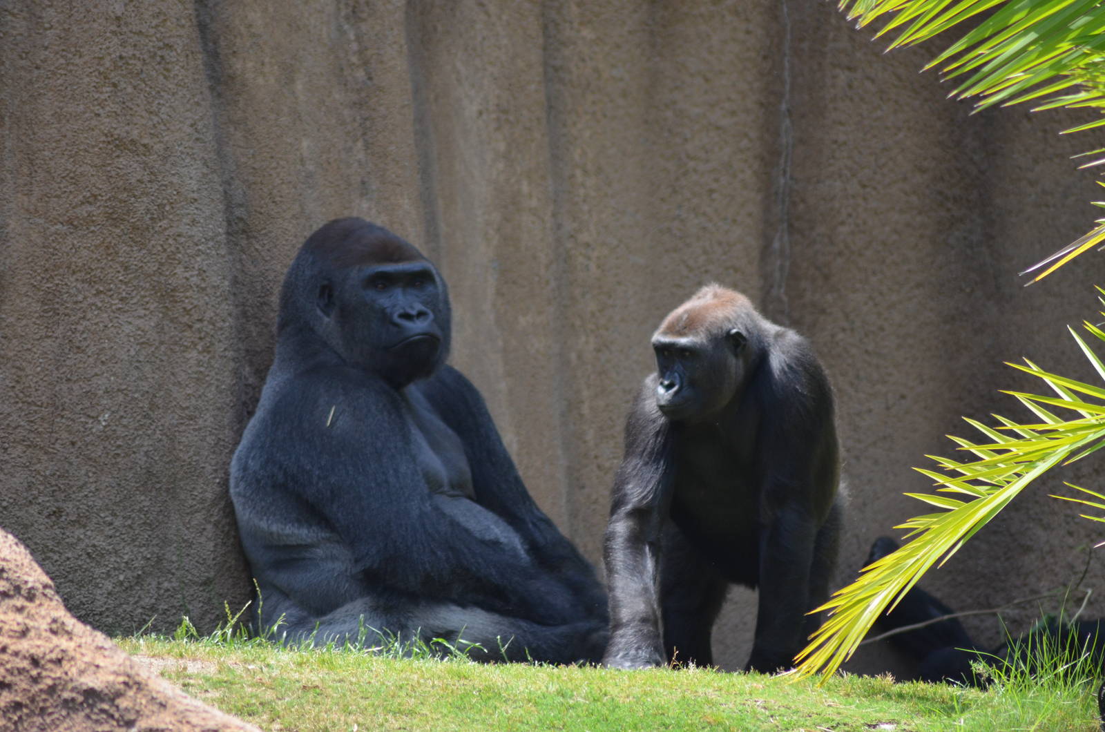 Lowland Gorillas