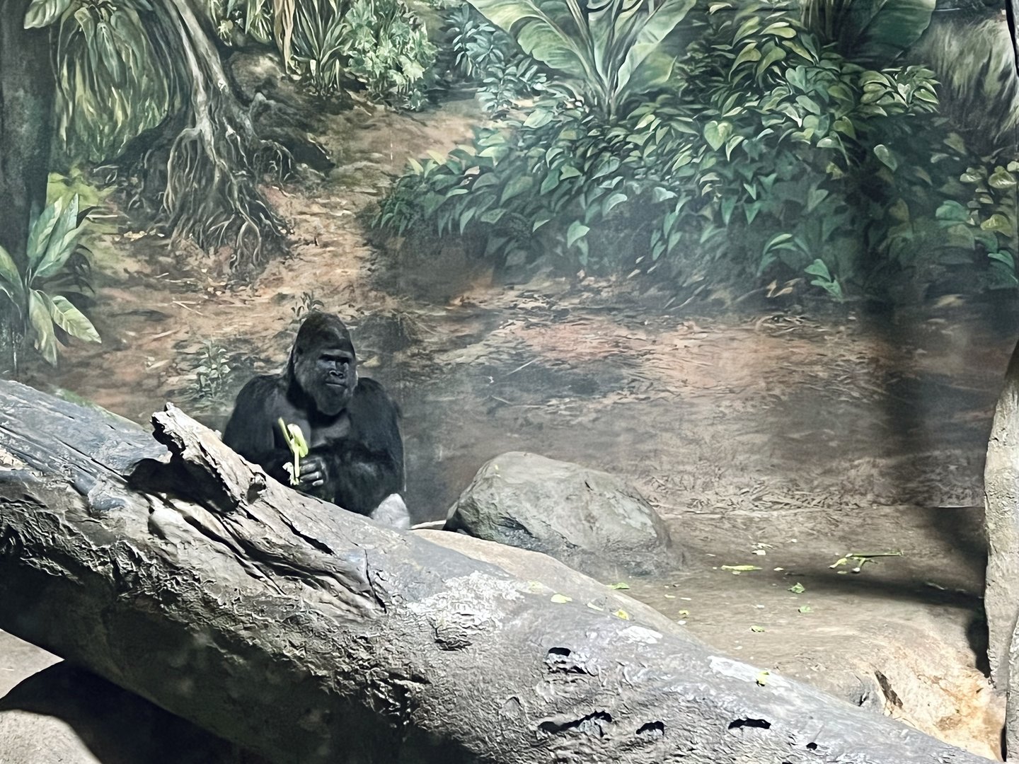 Lowland Gorillas