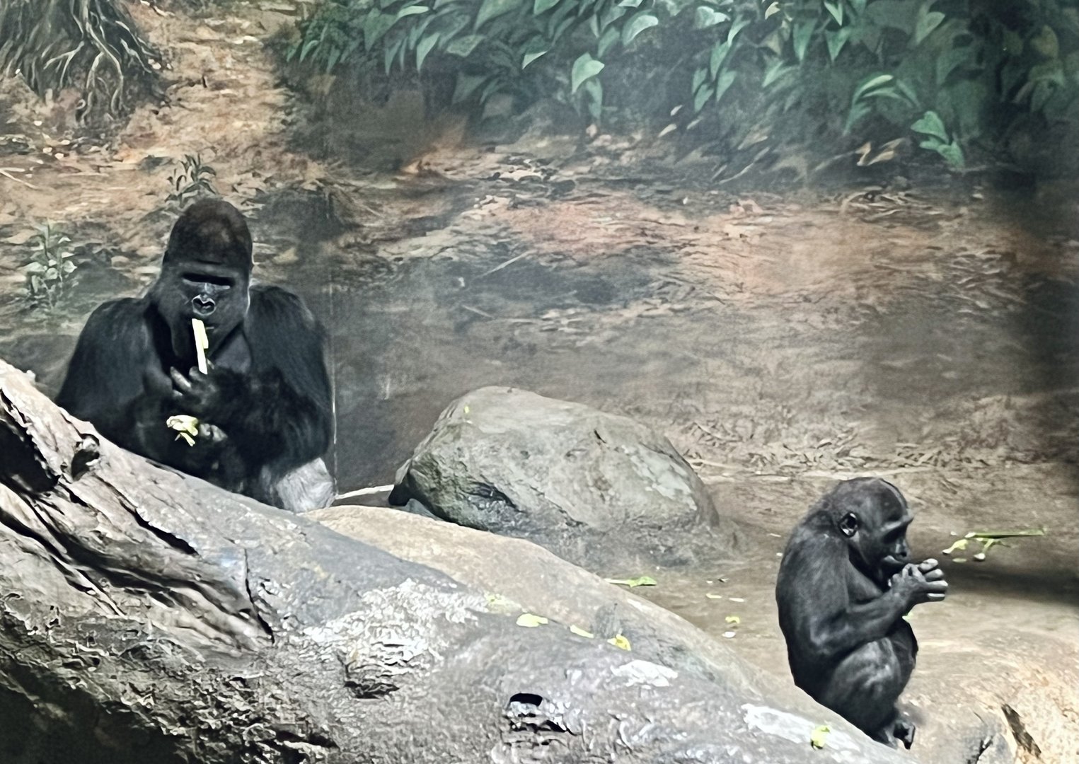 Lowland Gorillas