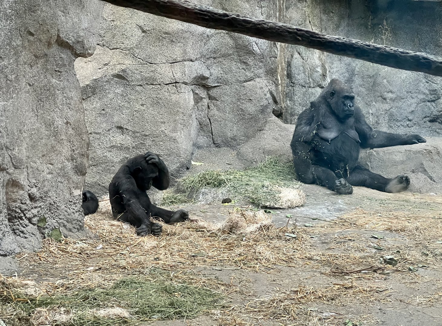 Lowland Gorillas