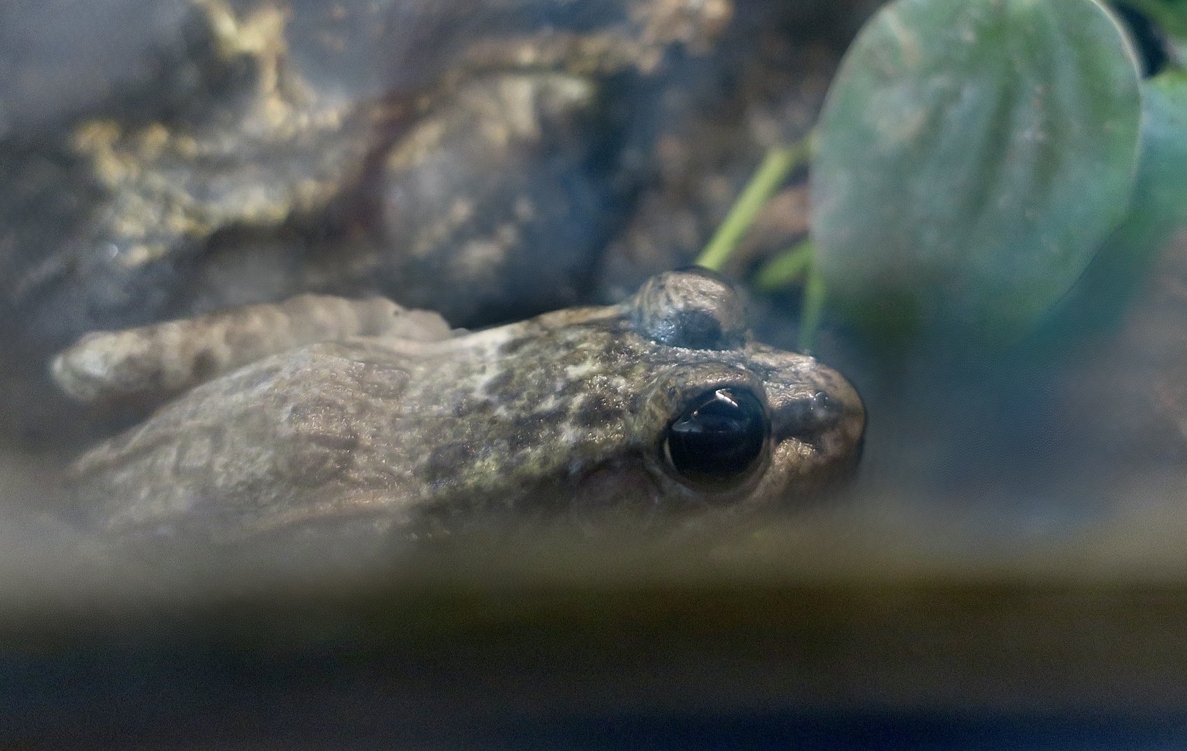 Lowland Leopard Frog (Lithobates yavapaiensis)