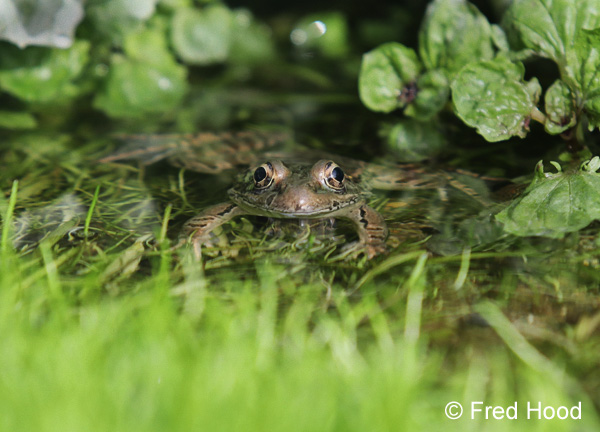 lowland leopard frog (Rana yavapaiensis)
