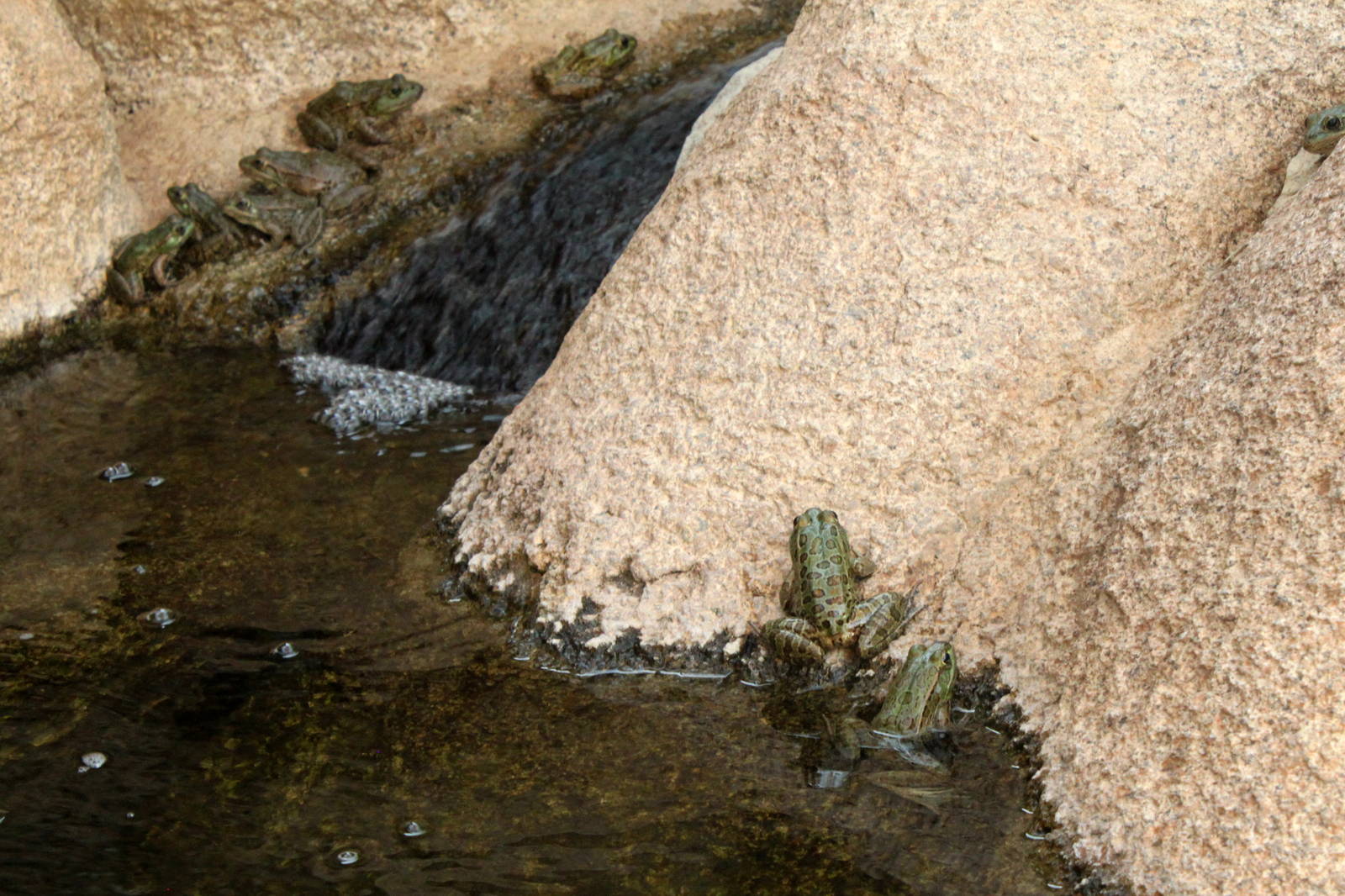 Lowland Leopard Frog