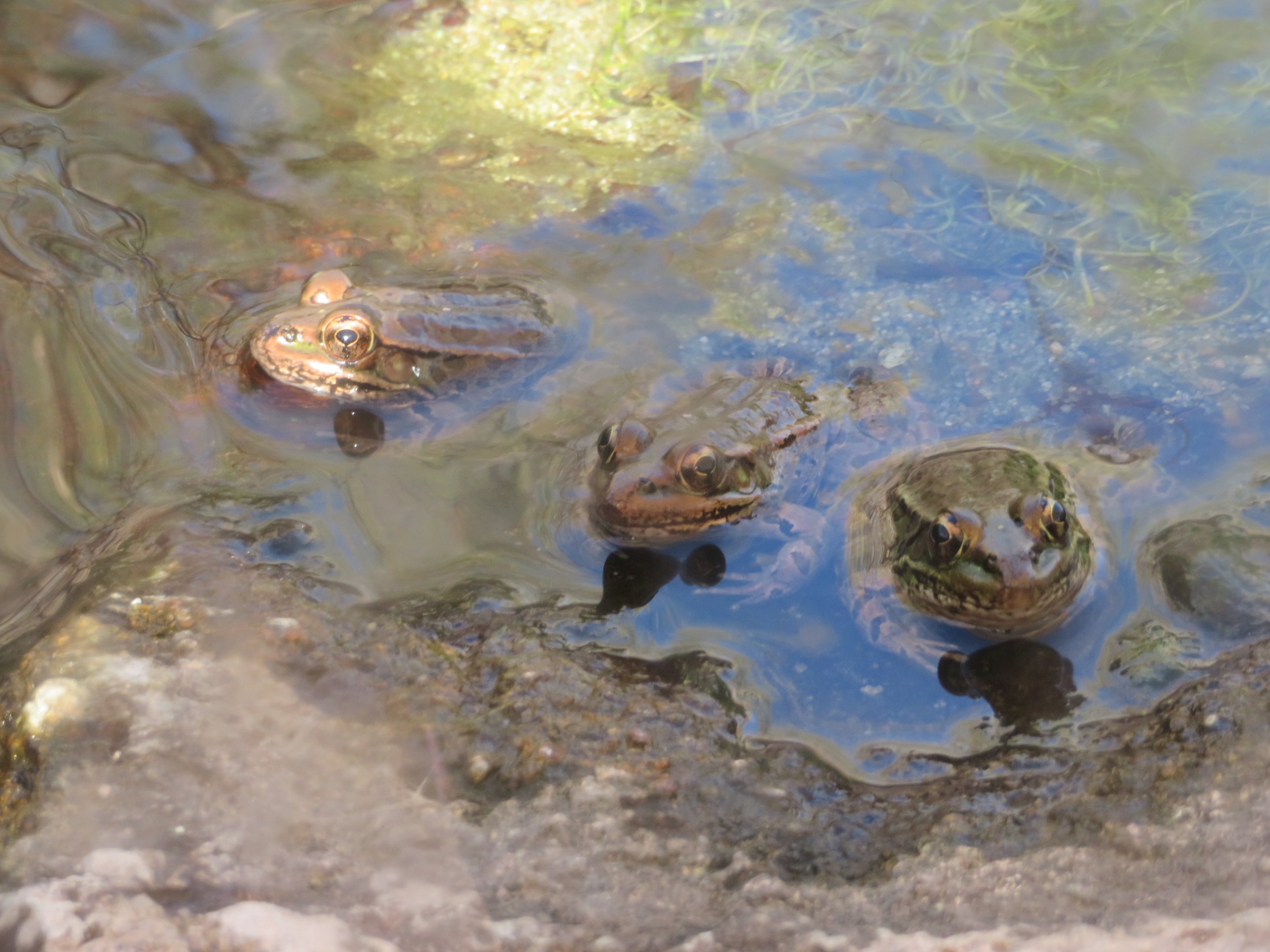 Lowland Leopard Frogs (unsigned)