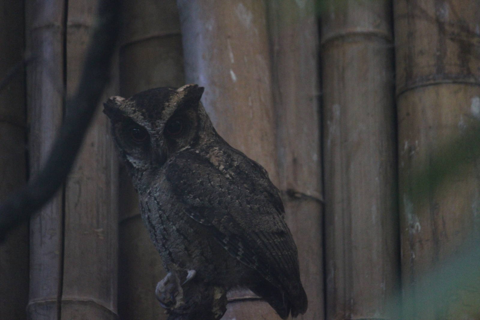 Lowland Luzon scops owl