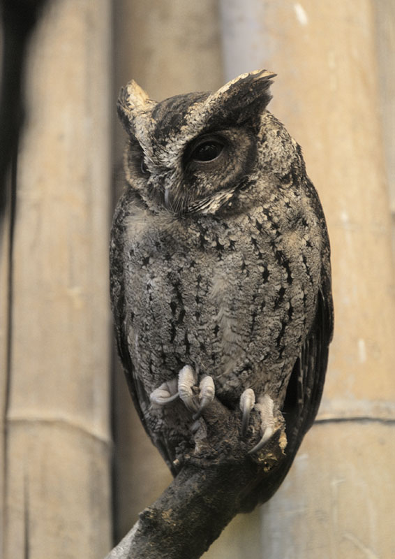 Lowland Luzon scops owl