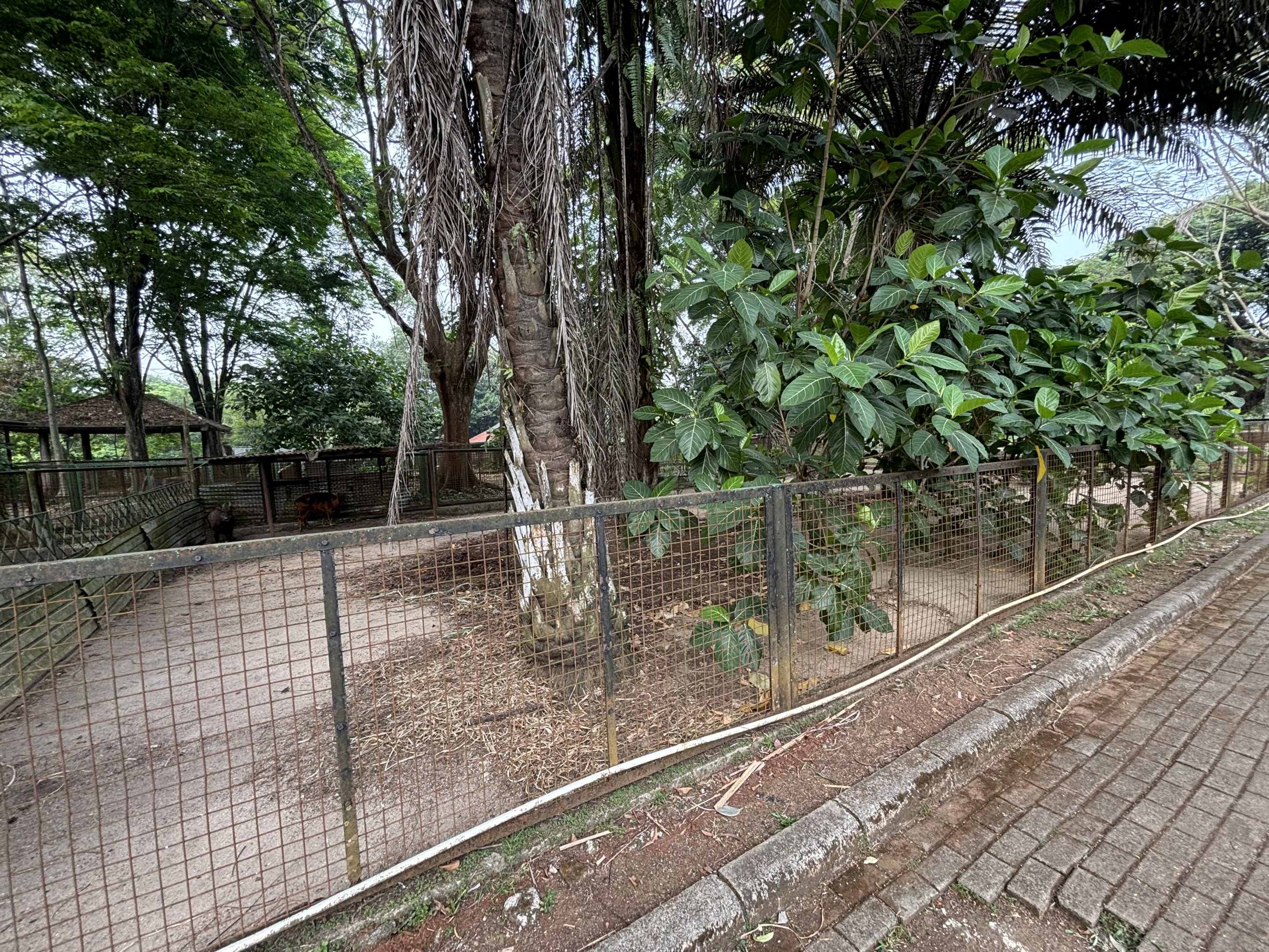 Lowland + Mountain Anoa Exhibit