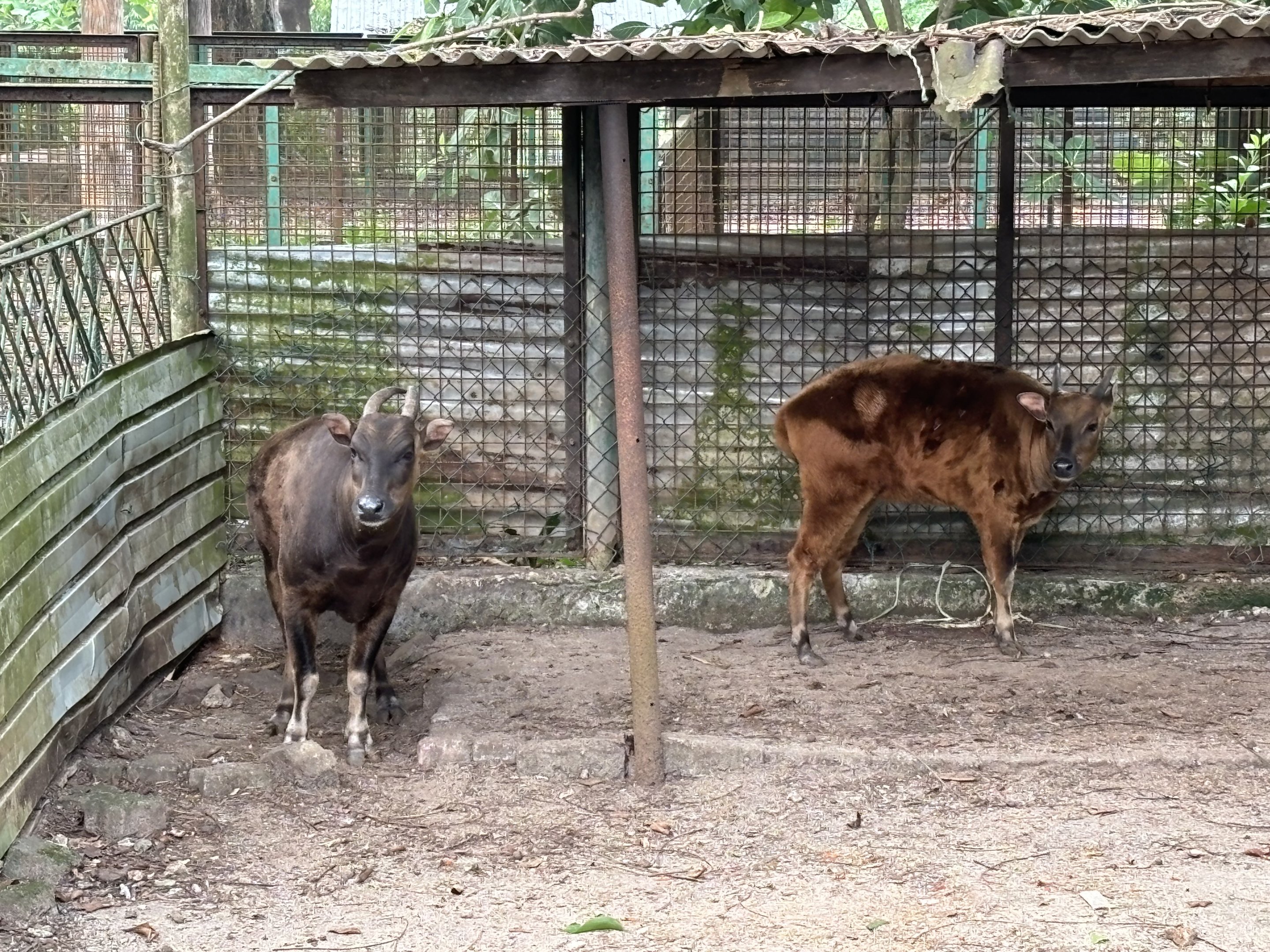 Lowland + Mountain Anoa