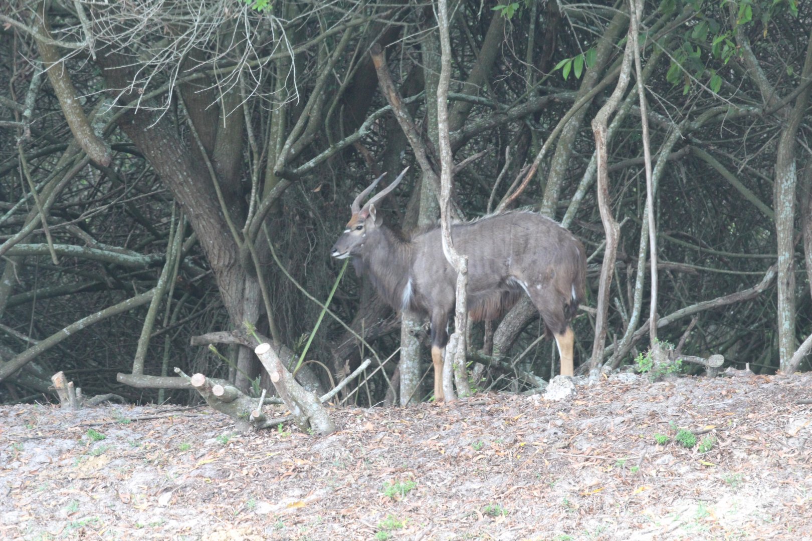 Lowland Nyala (2016)