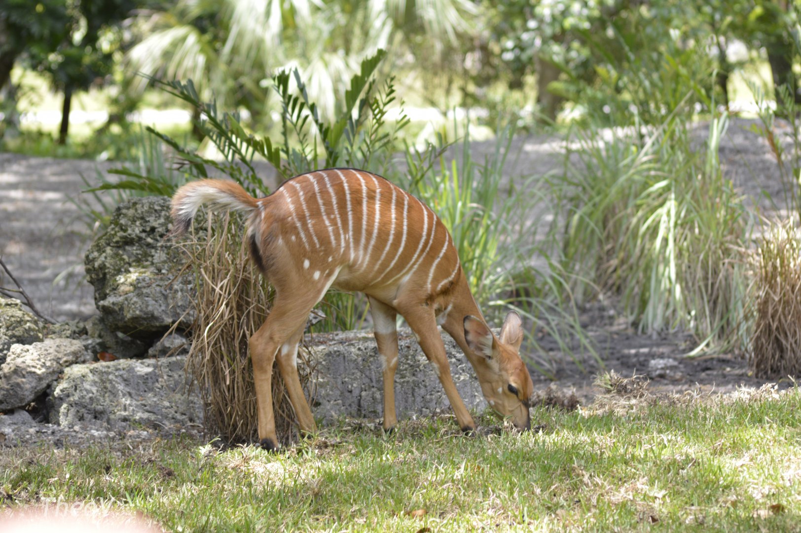 Lowland nyala [2017]