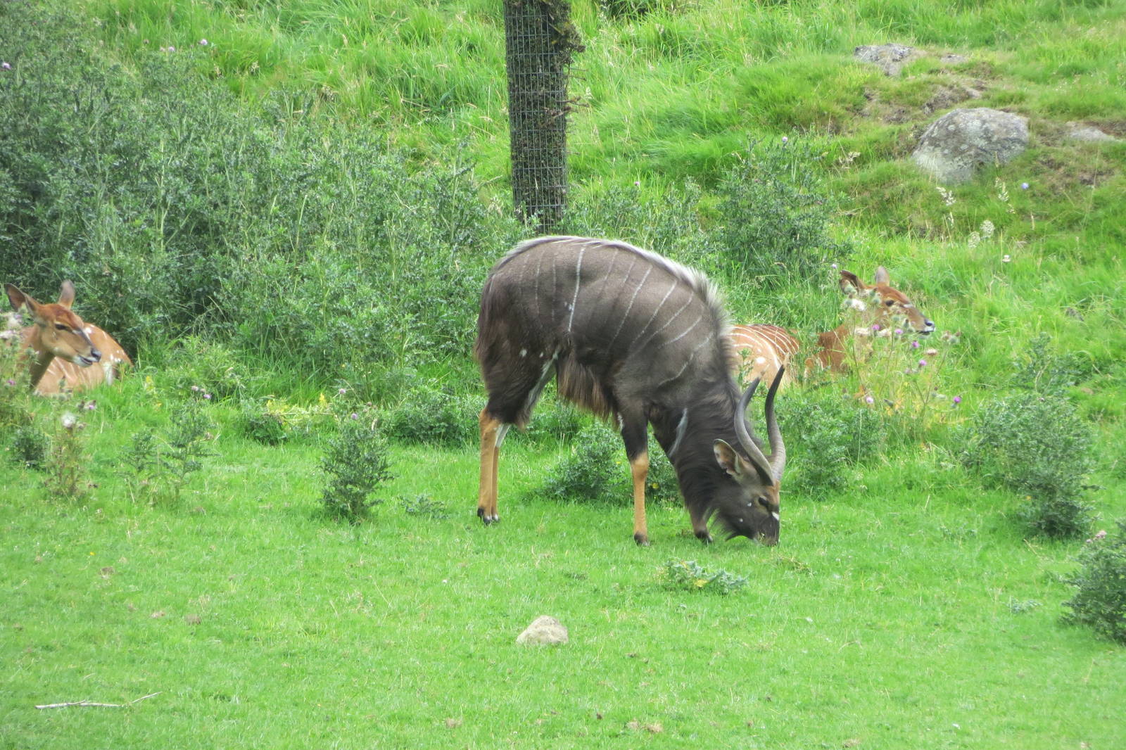 Lowland Nyala 240815