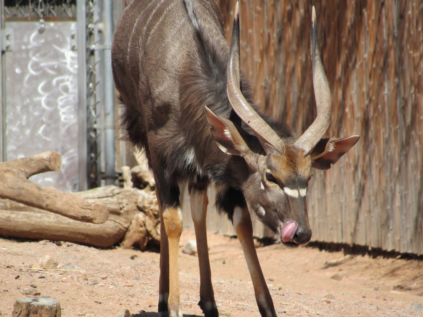 Lowland Nyala - 3/7/23