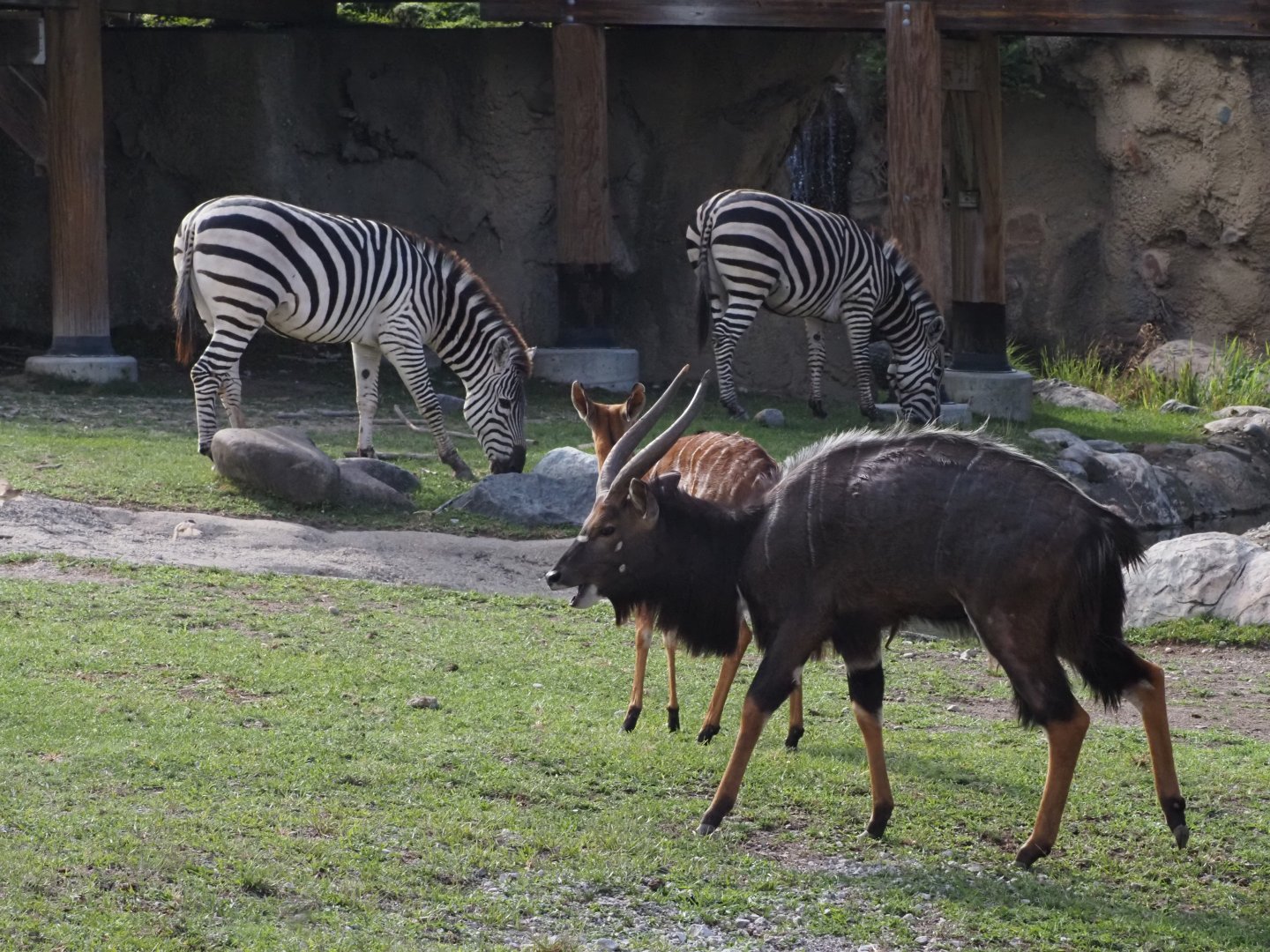 Lowland Nyala and Grant's Zebras