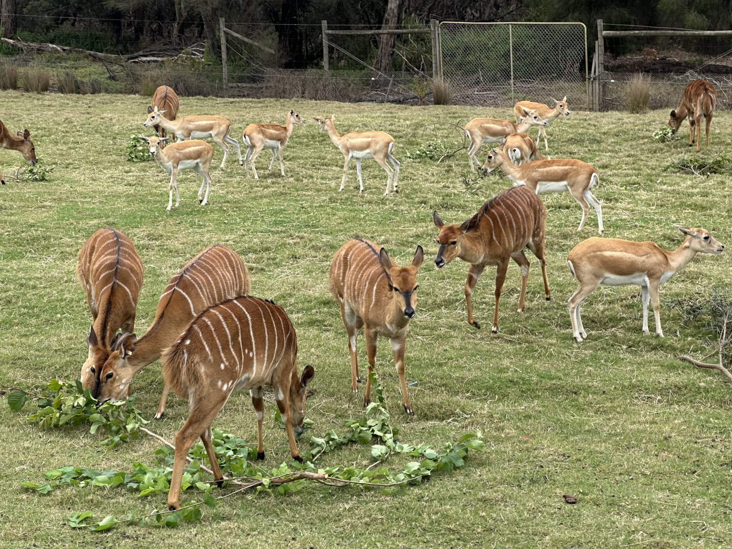 Lowland nyala and Indian antelope