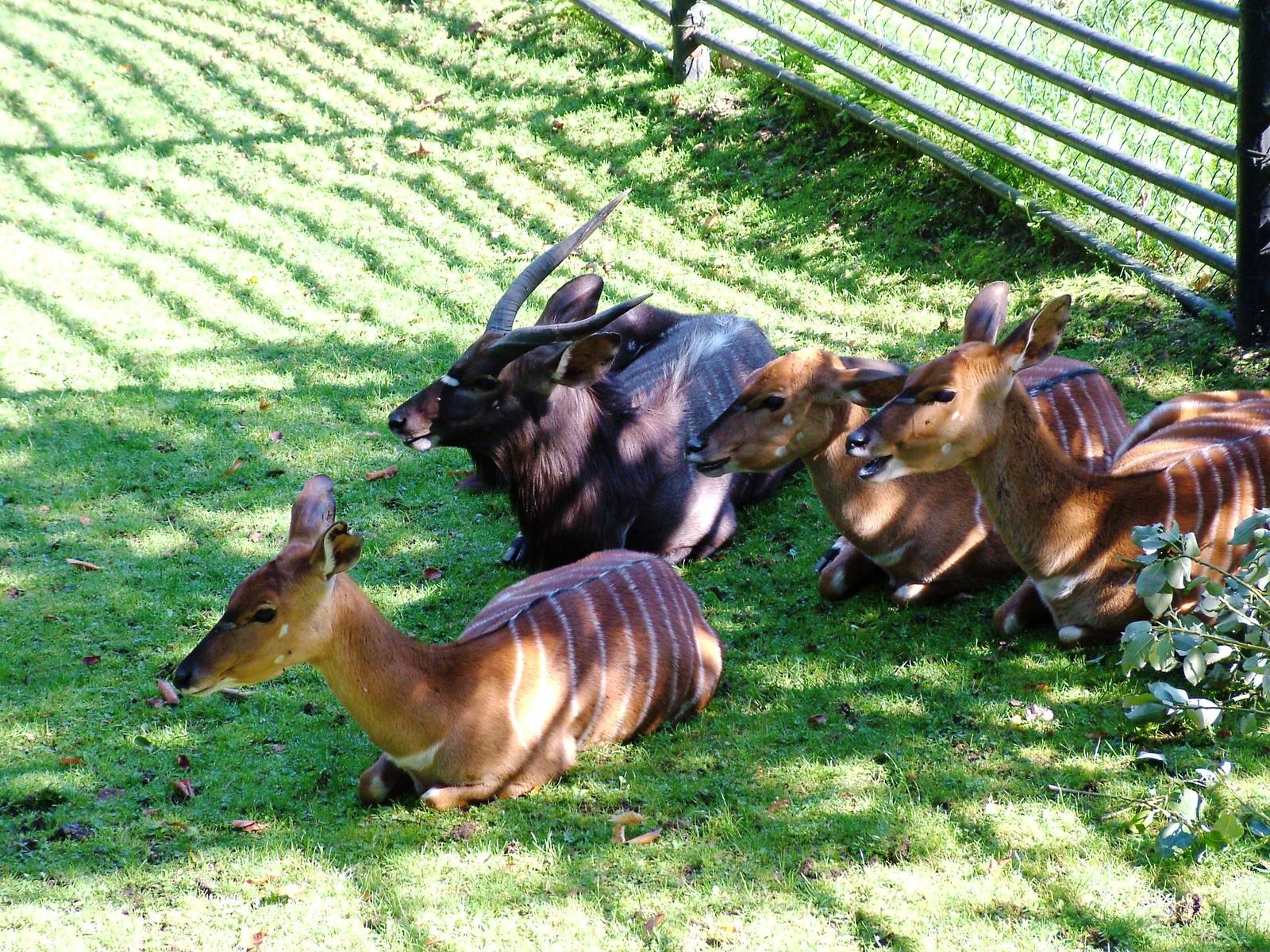 Lowland Nyala at Liberec, 28/08/12