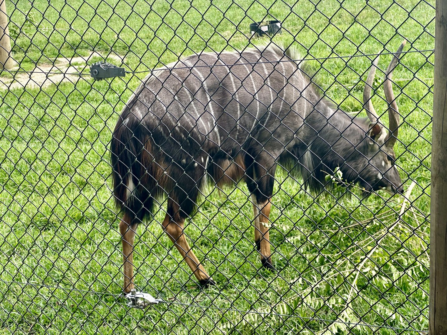 Lowland nyala (bull)