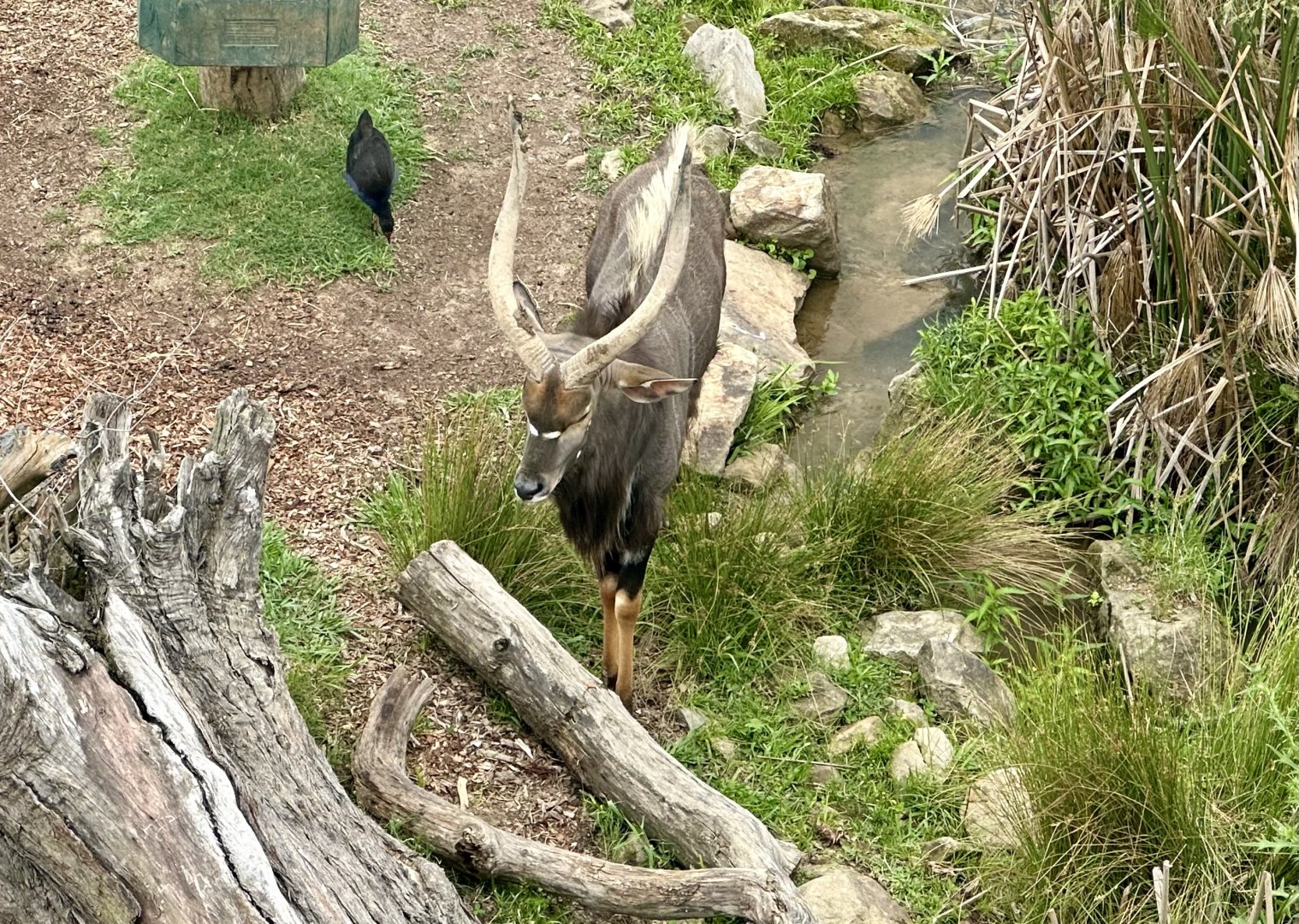 Lowland Nyala (Bull)