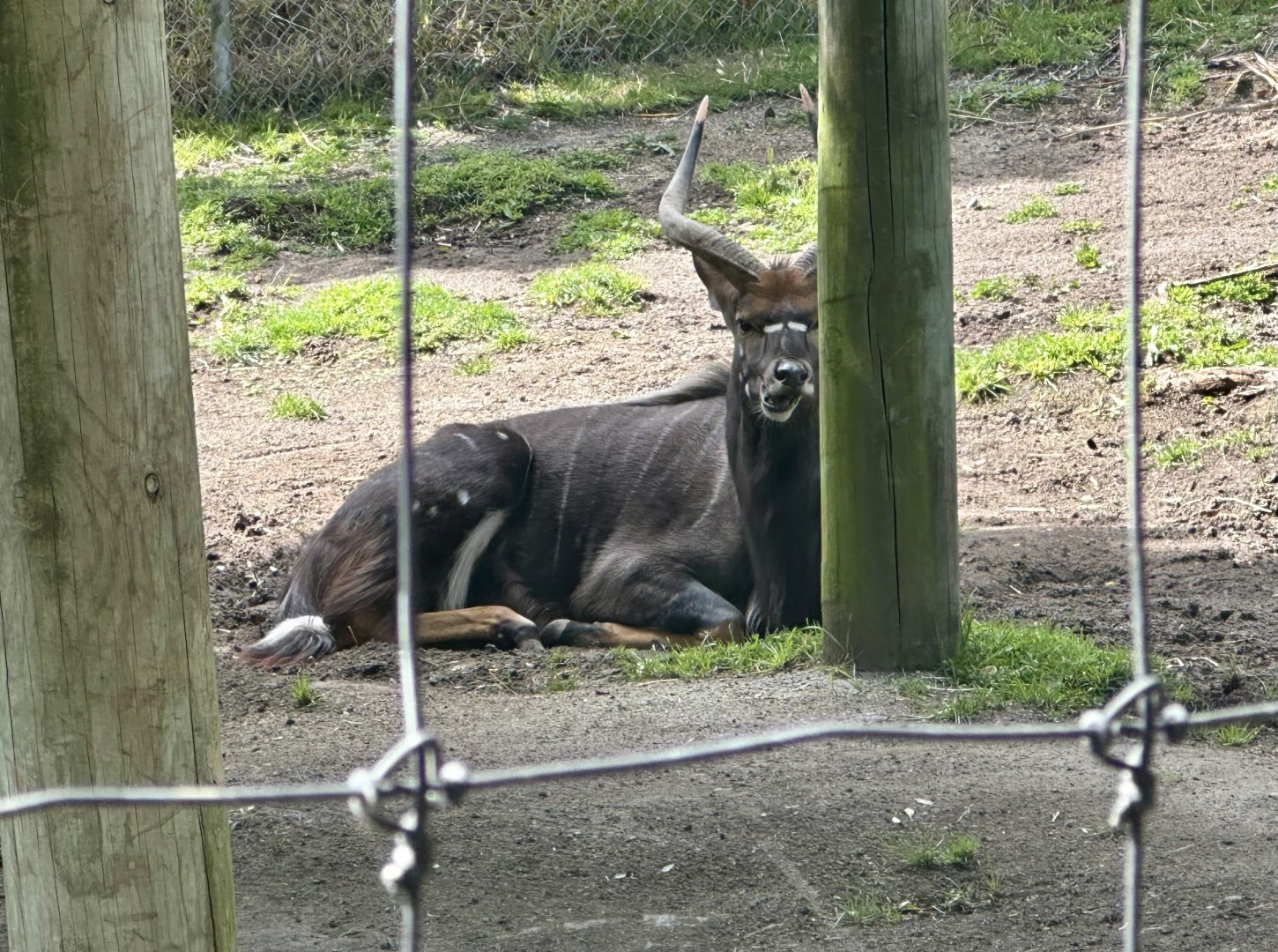 Lowland Nyala (Bull)