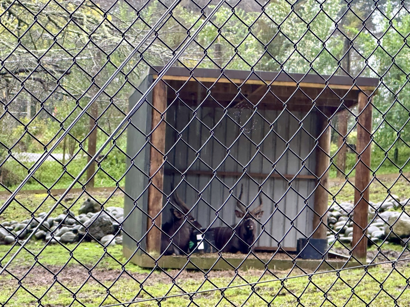 Lowland Nyala Bulls in Shelter