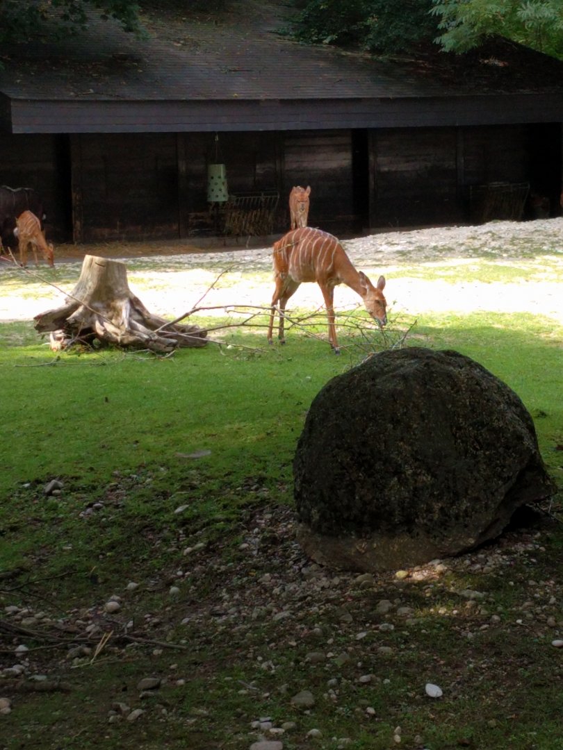 Lowland nyala Enclosure