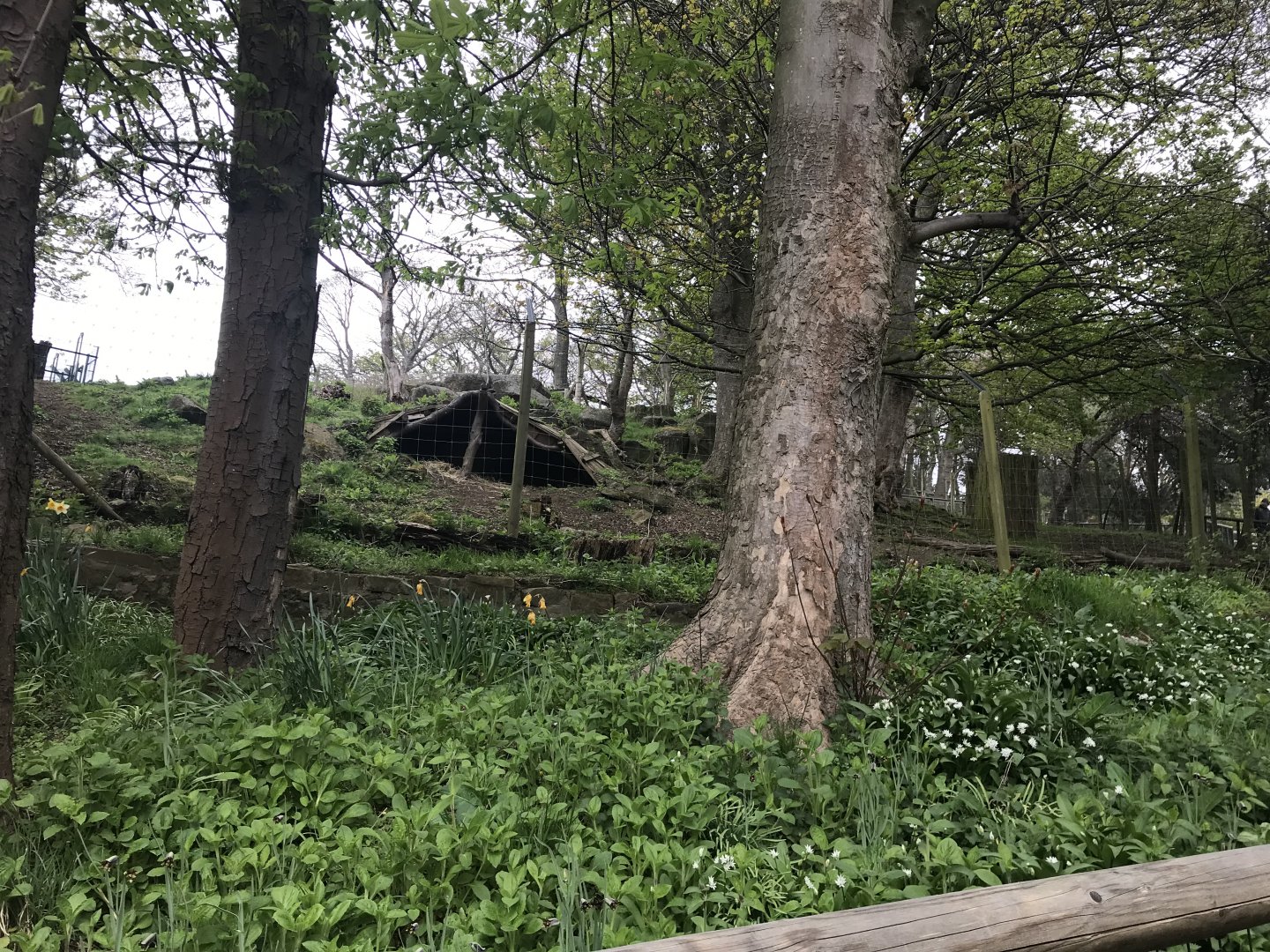 Lowland nyala enclosure