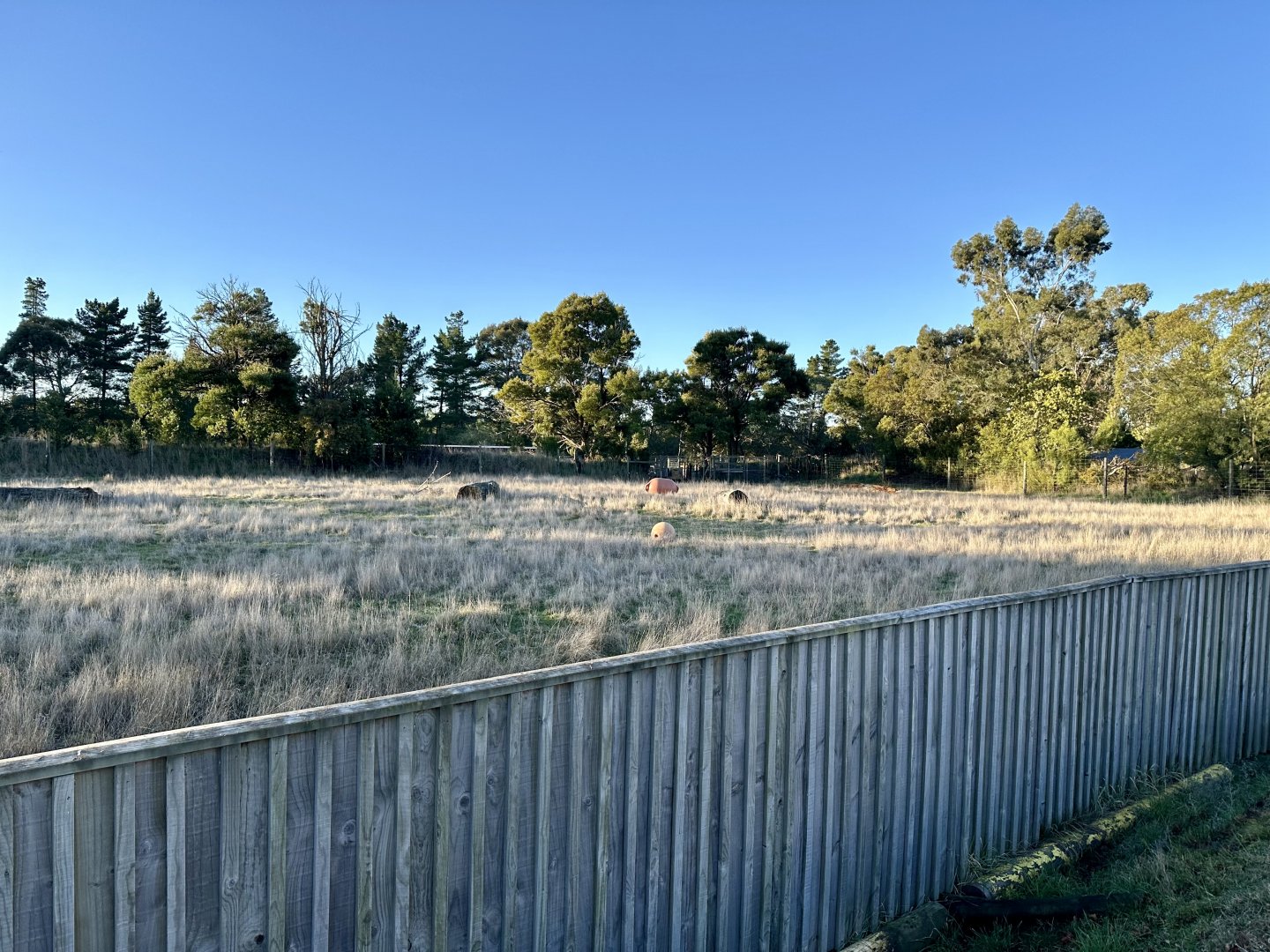 Lowland Nyala Exhibit 1