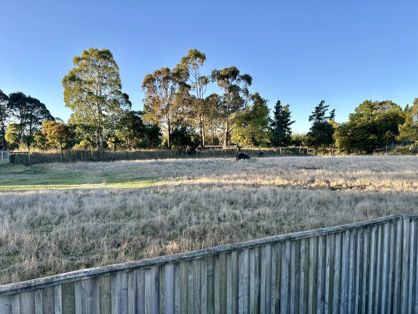 Lowland Nyala Exhibit 2