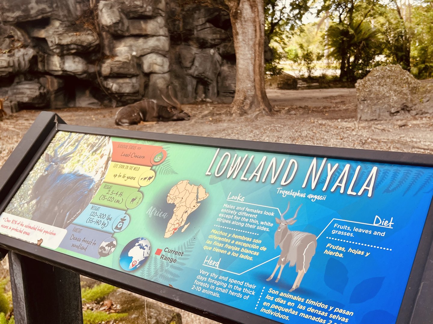 Lowland Nyala Exhibit