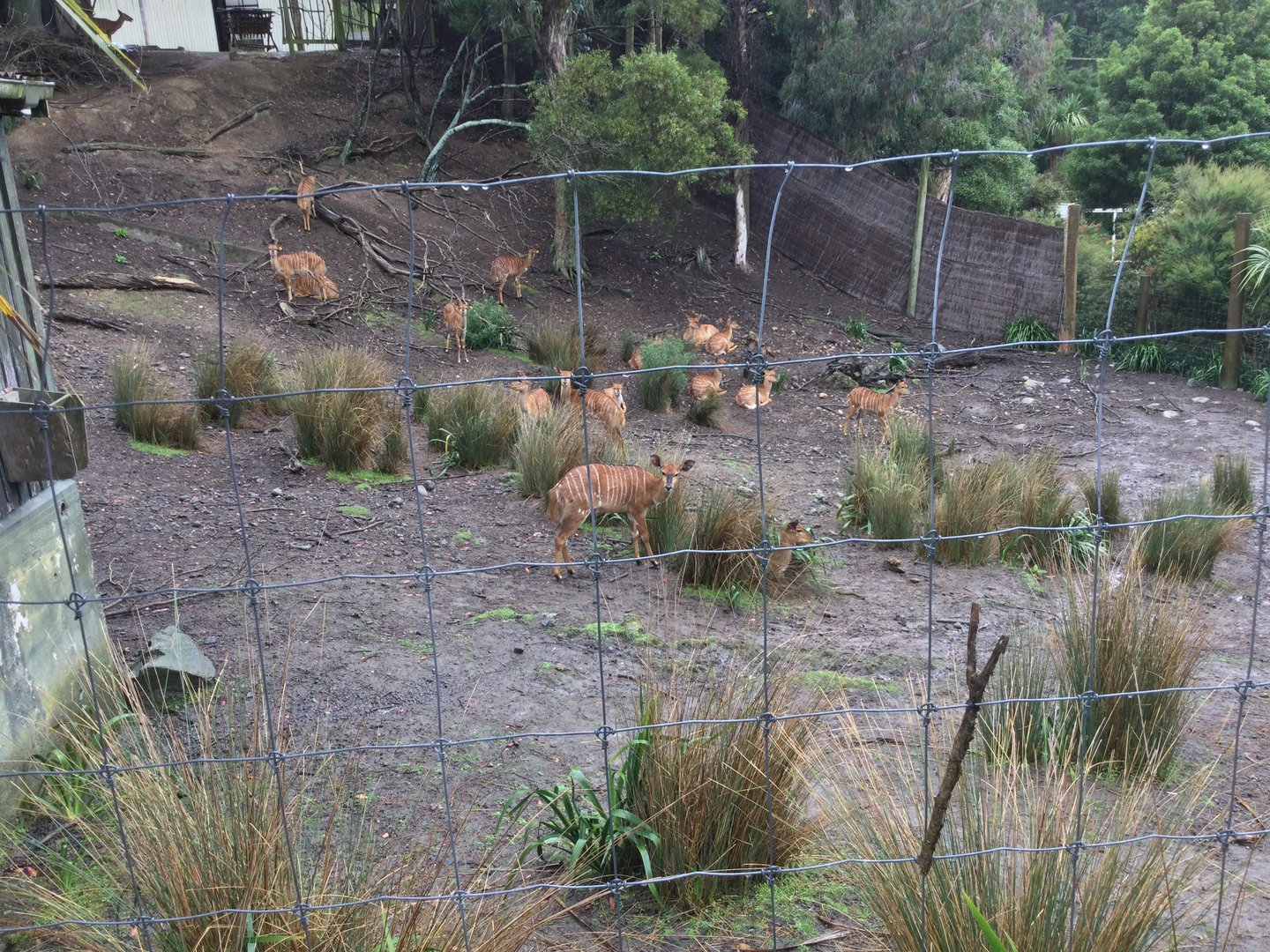 Lowland Nyala Exhibit