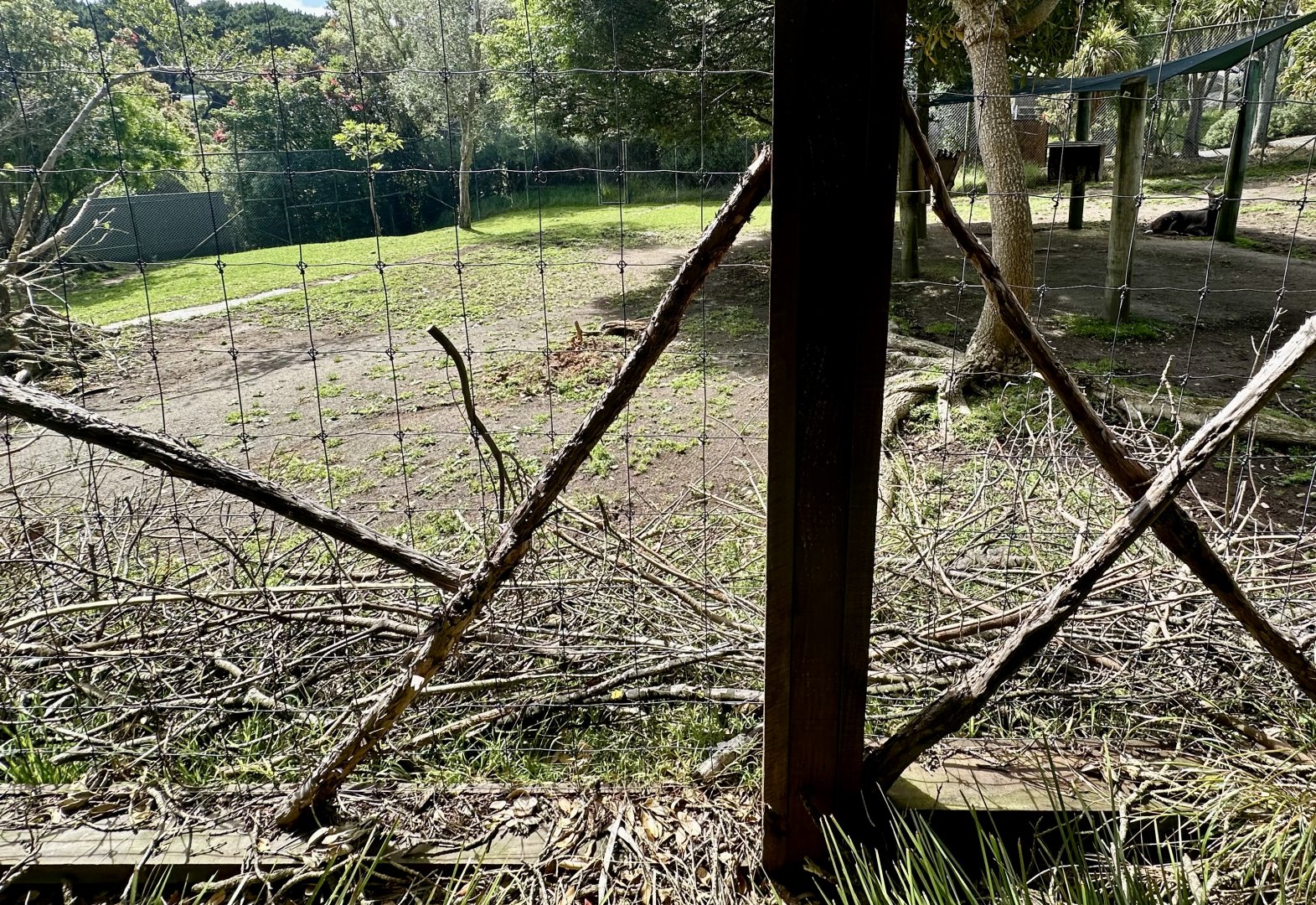 Lowland Nyala Exhibit