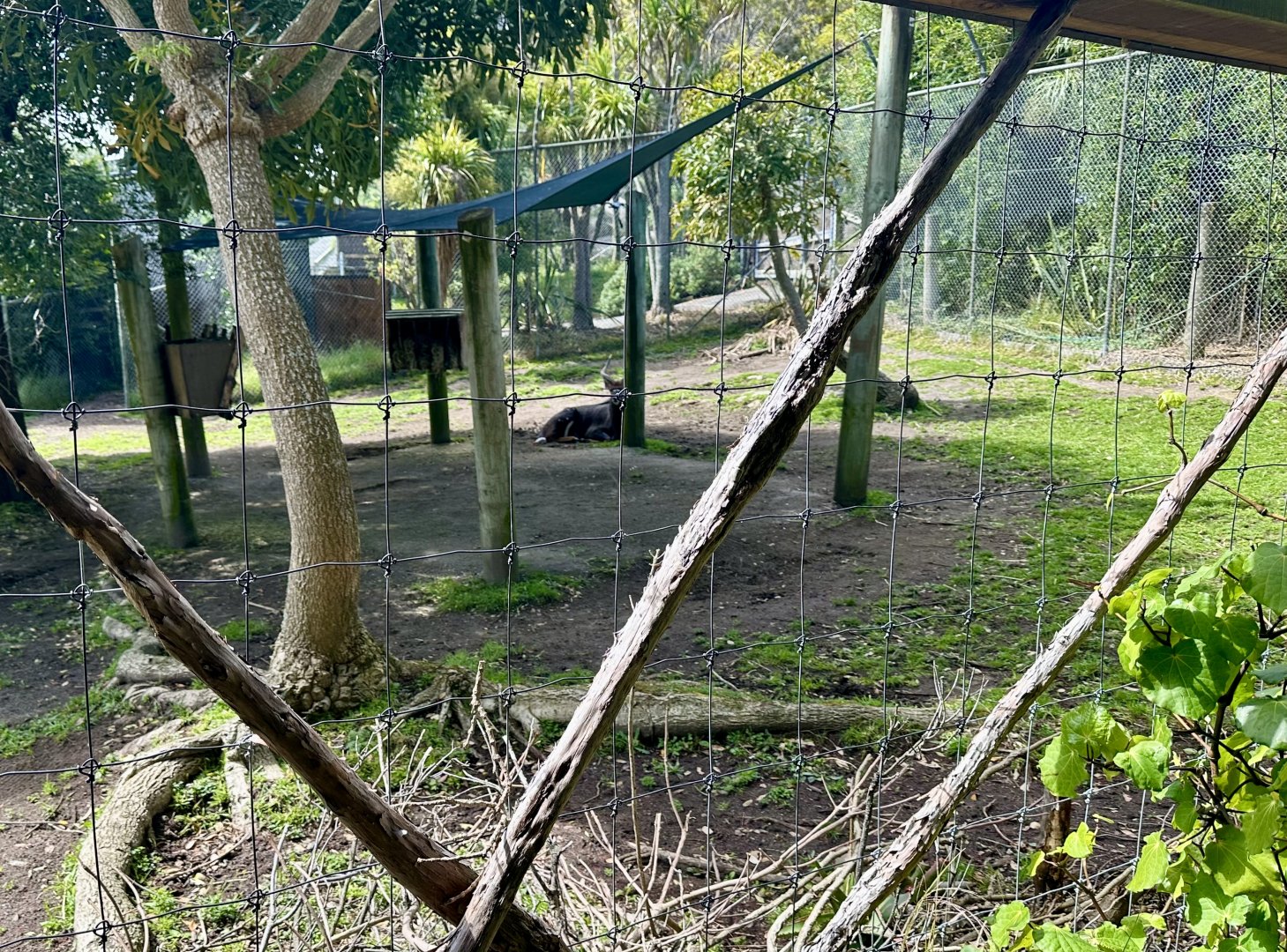 Lowland Nyala Exhibit